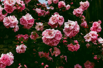 Many beautiful pink vintage roses on huge bush in full bloom. Gardening, cultivating seasonal flowers, botanical theme. Spectacular floral background or wallpaper