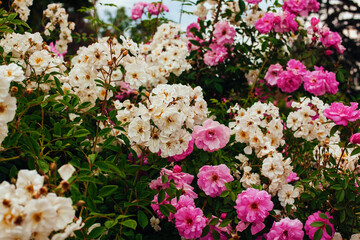 Fototapeta premium Many beautiful pink and white roses in full bloom. Gardening, cultivating seasonal flowers, botanical theme. Spectacular floral background or wallpaper