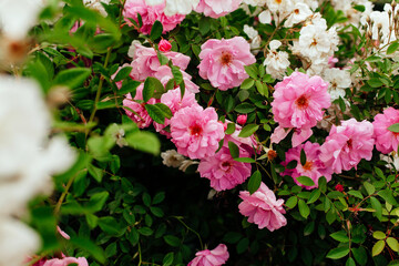 Many beautiful pink vintage roses on huge bush in full bloom. Gardening, cultivating seasonal flowers, botanical theme. Spectacular floral background or wallpaper