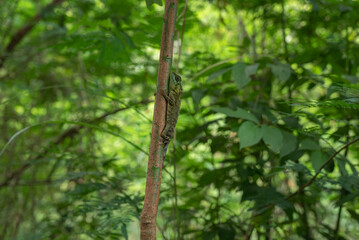 A green lizard climbs a tree trunk in the tropical rainforest of Indonesia