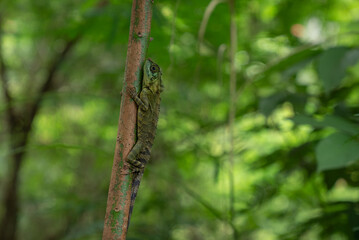 A green lizard climbs a tree trunk in the tropical rainforest of Indonesia