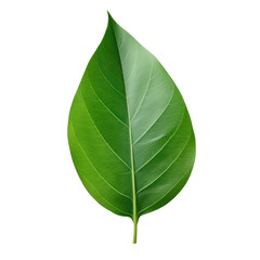 Obraz premium a single green leaf isolate cut out background