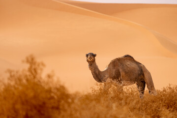 wild camel in sand desert. sahara, algeria