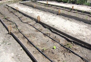 seedlings planted with drip irrigation