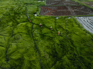 View of a farmer family harvests the grass, which is a raw material for weaving mats and many traditional items in Vietnam