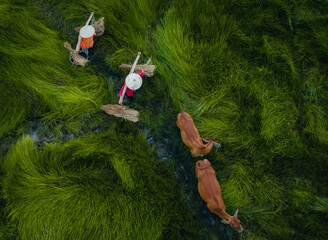 View of a farmer family harvests the grass, which is a raw material for weaving mats and many traditional items in Vietnam