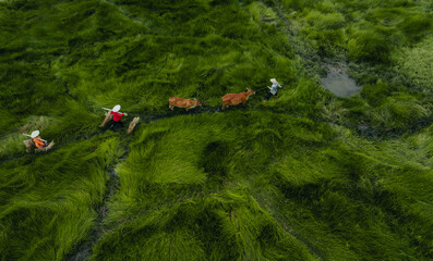 View of a farmer family harvests the grass, which is a raw material for weaving mats and many...