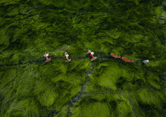Obraz premium View of a farmer family harvests the grass, which is a raw material for weaving mats and many traditional items in Vietnam