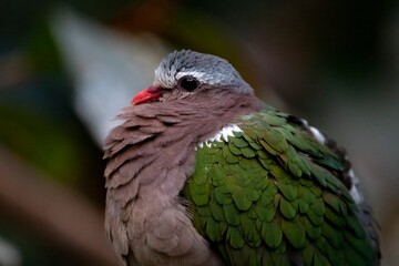 The Emerald Dove or Common Emerald Dove (Chalcophaps indica), also called Asian Emerald Dove and Grey-Capped Emerald Dove.