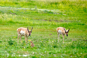 Pronghorns roam wild on the grasslands of the Badlands in South Dakota

