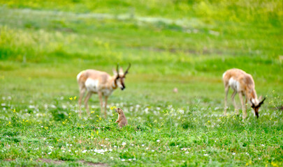 Pronghorns roam wild on the grasslands of the Badlands in South Dakota

