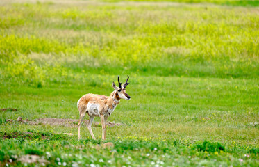 Pronghorns roam wild on the grasslands of the Badlands in South Dakota

