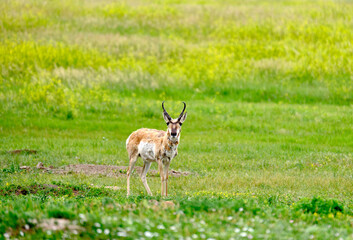 Pronghorns roam wild on the grasslands of the Badlands in South Dakota

