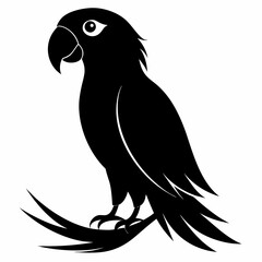 Obraz premium Macaw Black silhouette