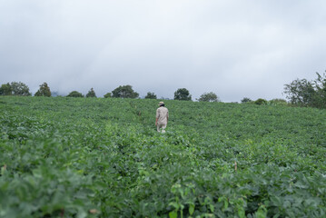 A man walks in potatoes farm