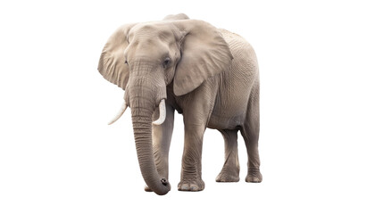 Obraz premium Elephant isolated on white or transparent background, png clipart, design element. Easy to place on any other background.