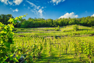 Vineyard in region country - Weinberg - Vineyards - Landschaft - Sachsen - Deutschland - Europa -...
