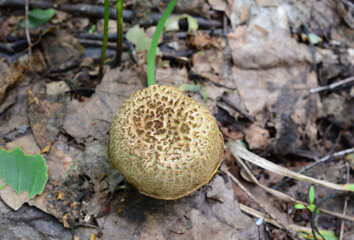 a boletus mushroom is on the ground in the woods 