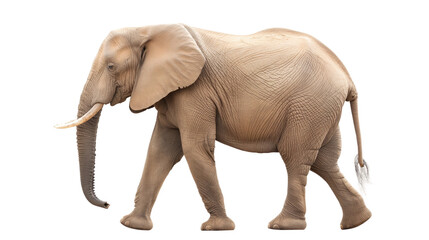 Obraz premium Elephant isolated on white or transparent background, png clipart, design element. Easy to place on any other background.