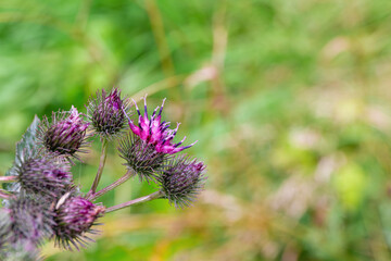 Burdock Flower in Natural Blurry Background