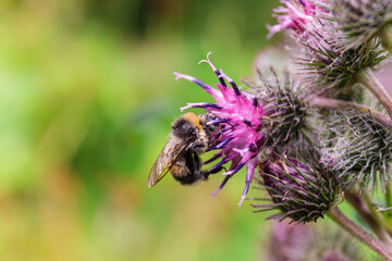 Bee Pollinating Purple Burdock Flower