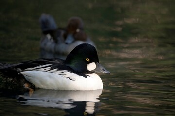 The Common Goldeneye or simply Goldeneye (Bucephala clangula).