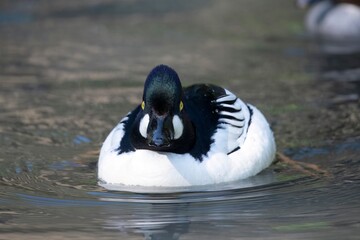 The Common Goldeneye or simply Goldeneye (Bucephala clangula).