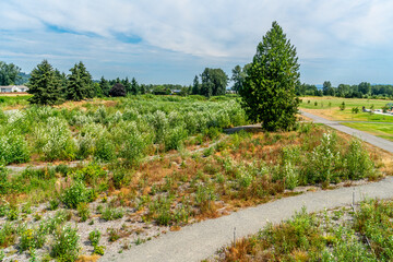 River Park Landscape