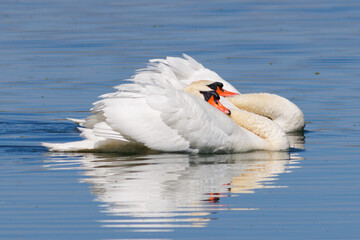 CISNE COMUN CYGNUS OLOR