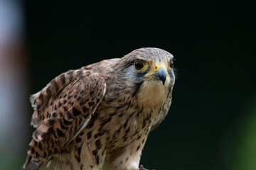 The Common Kestrel (Falco tinnunculus), also known as the European Kestrel, Eurasian Kestrel or Old World Kestrel.