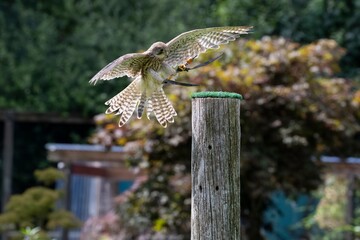 The Common Kestrel (Falco tinnunculus), also known as the European Kestrel, Eurasian Kestrel or Old...
