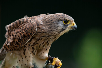 The Common Kestrel (Falco tinnunculus), also known as the European Kestrel, Eurasian Kestrel or Old World Kestrel.