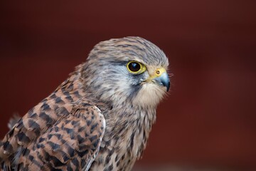 The Common Kestrel (Falco tinnunculus), also known as the European Kestrel, Eurasian Kestrel or Old World Kestrel.