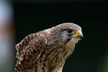 The Common Kestrel (Falco tinnunculus), also known as the European Kestrel, Eurasian Kestrel or Old World Kestrel.