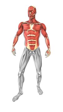 The muscles of the upper limb from front side