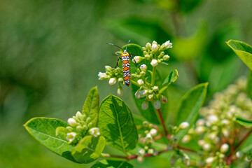 Webworm moth on a milkweed