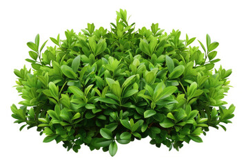 Obraz premium A lush full bush with a vibrant green hue, showcasing its intricate branching patterns on a white backdrop.
