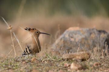 Eurasian Hoopoe © NumediaPhoto