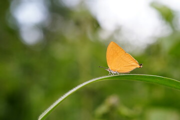 Butterflies found in the natural forest.