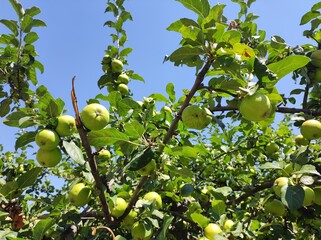Unripe green apples on tree against blue sky