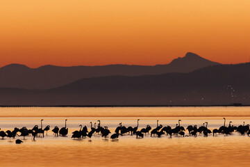 PAISAJE DE  ANOCHECER CON  AVES © pablosdoc