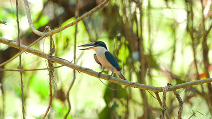 Vibrant kingfisher perched on slender branch in lush green forest habitat, exhibiting wildlife and natural bird behavior in serene environment. Biodiversity and conservation.