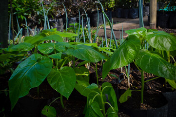 Vibrant green Solanum betaceum plants thrive in a controlled nursery environment