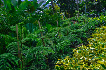A vibrant garden showcasing various lush green plants, prominently featuring young Araucaria heterophylla trees supported by wooden stakes, surrounded by diverse foliage