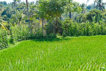 A vibrant green rice field with young paddy plants