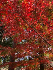 真っ赤な紅葉