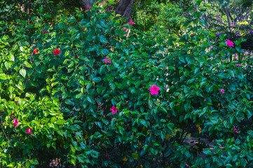 A beautiful Hibiscus rosa-sinensis, also known as Chinese hibiscus or shoeblackplant, showcasing its vibrant pink flowers and lush green foliage in a garden setting