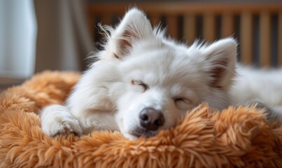 A white dog is sleeping on a brown bed