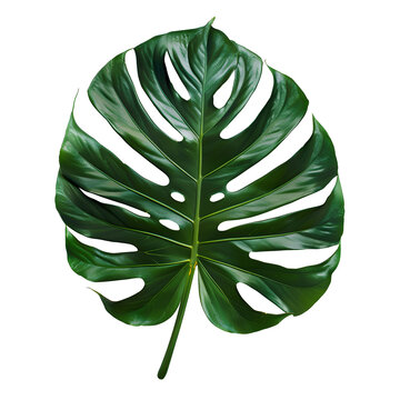 recommend clip art: Tropical leaf monstera plant isolated on transparent background. PNG