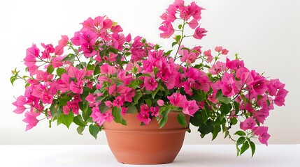 Vibrant Bougainvillea Bush in a Clay Pot